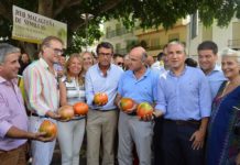 Mejor Tomate Huevo de Toro 2017