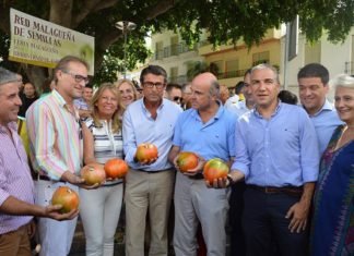 Mejor Tomate Huevo de Toro 2017