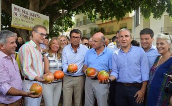 Mejor Tomate Huevo de Toro 2017