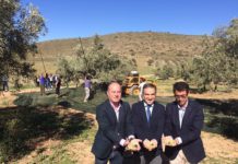 Comienza la recolección temprana de la aceituna en la provincia de Málaga