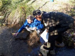 La Junta inicia la suelta de 400 ejemplares de cangrejo autóctono para asegurar la pervivencia de esta especie amenazada