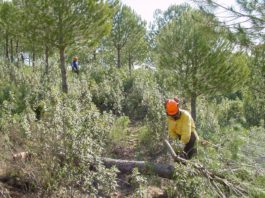 Medio Ambiente invierte en los últimos cinco años más de 31,7 millones de euros en trabajos de restauración forestal