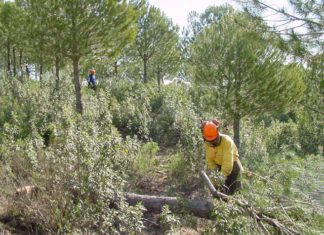 Medio Ambiente invierte en los últimos cinco años más de 31,7 millones de euros en trabajos de restauración forestal