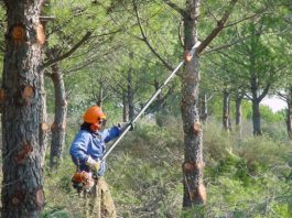 Adjudicación de Obras Forestales en Axarquía