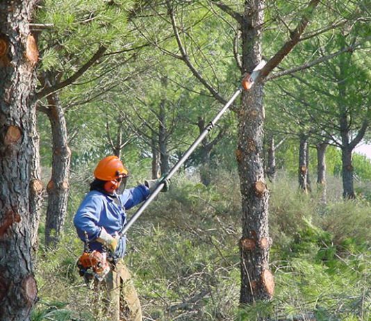 Adjudicación de Obras Forestales en Axarquía