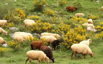La Junta considera erradicada la brucelosis en rumiantes y destaca la buena evolución de los casos de tuberculosis bovina