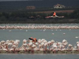 Andalucía apuesta por la concienciación social para celebrar el Día Mundial de los Humedales