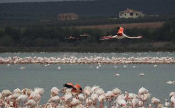 Estado de La Laguna de Fuente de Piedra