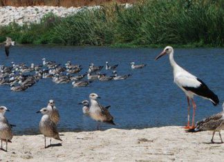 I. U. Petición Ampliación Plazo EDAR Málaga Norte