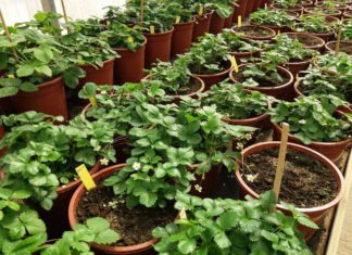 Banco de Germoplasma de Fresa