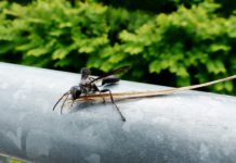La Junta detecta la presencia de avispilla del castaño en Canillas de Albaida