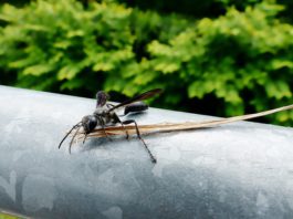 La Junta detecta la presencia de avispilla del castaño en Canillas de Albaida