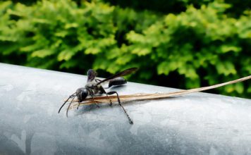 La Junta detecta la presencia de avispilla del castaño en Canillas de Albaida