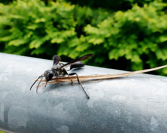 La Junta detecta la presencia de avispilla del castaño en Canillas de Albaida