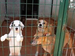 PACMA alerta de que más de 300.000 animales son abandonados en nuestro país cada año