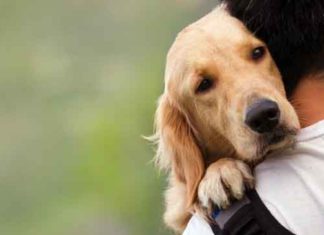 El registro de animales de compañía de Andalucía cuenta con más de 600.000 mascotas de la provincia de Málaga