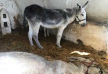 PACMA denuncia la muerte de un burro de Mijas al que no asistieron pese a los avisos