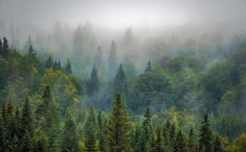 Cebos envenenados en nuestros montes