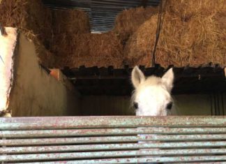 Durmiendo bajo un puente