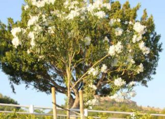 209º Aniversario de la resistencia en Málaga frente a las tropas de Napoleón