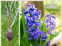 La Diputación retoma las plantaciones participativas con actividades en Torrox, Istán y Fuengirola