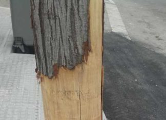 I. U. :Poda Salvaje en el Puerto de la Torre