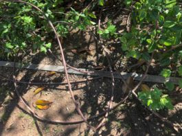 El Parque del Norte, una zona verde abandona por el Ayuntamiento de Málaga