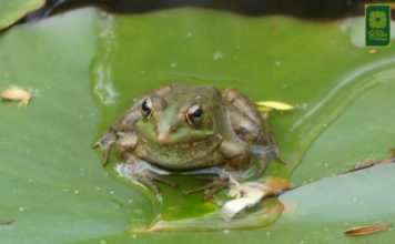 Un taller de sensibilización ambiental pone en valor la riqueza de la fauna de la Sierra alhaurina