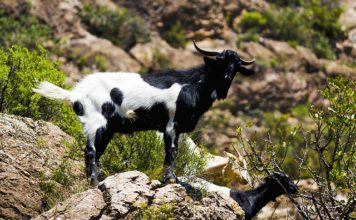 Dominar el mercado lácteo y empobrecer a los ganaderos