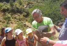 La Junta suelta un ejemplar de zorro y otro de cernícalo recuperados en el CREA de Málaga