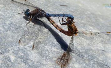 La Diputación muestra en vídeos el potencial ornitológico de la provincia, que cuenta con 370 especies diferentes de aves