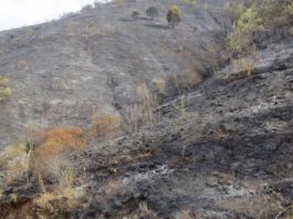 Una persona investigada como presunta autora del incendio forestal en el paraje Carvajal de Málaga