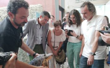 Suelta de un tortuga recuperada en el CREMA del Aula del Mar