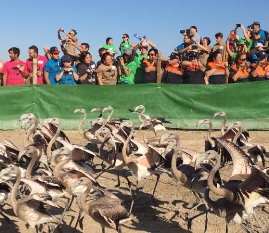 Anillamiento de Flamencos en Fuente de Piedra