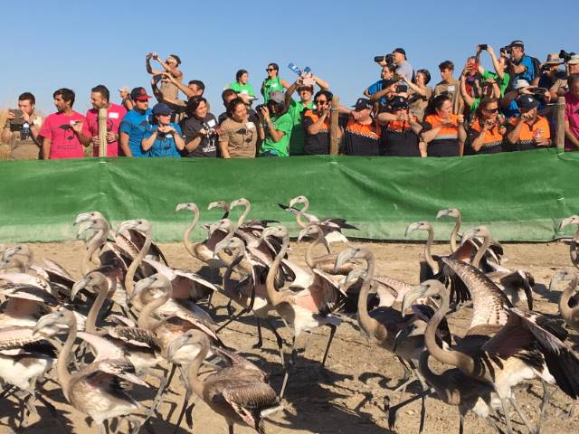 voluntariado anillamiento flamencos 2019 voluntariado anillamiento flamencos 2019