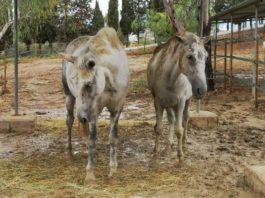 El Santuario CYD Santa María lanza un crowdfunding para hacer frente a los gastos ocasionados por las lluvias torrenciales