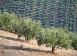 La Junta inicia el pago de más de 50 millones en ayudas directas de la PAC para agricultores y ganaderos malagueños