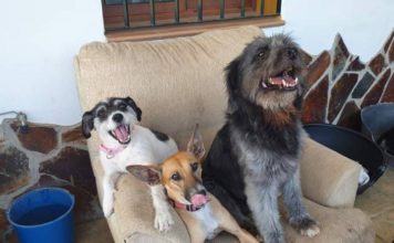 La protectora de animales malagueña Sonrisa Peluda lanza un crowdfunding para poder hacer frente a sus deudas
