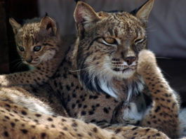 La Junta activa la colaboración con un hospital veterinario para salvar a un lince con lesión pulmonar