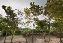 Proyecto del Parque en el Campamento Benítez