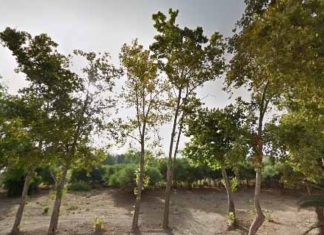 Proyecto del Parque en el Campamento Benítez