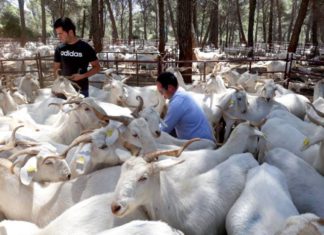 La Escuela de Pastores andaluza, reconocida a nivel nacional como actividad modelo de los Programas de Desarrollo Rural