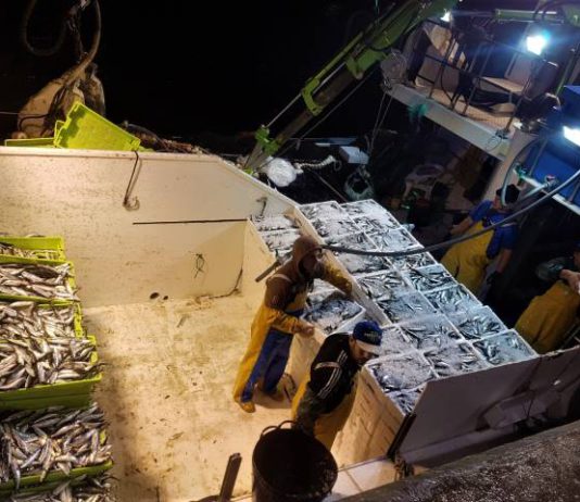La Cofradía de Pescadores de Marbella se suma a las paradas Biológicas para el cerco y el arrastre previstas para marzo y mayo de 2020
