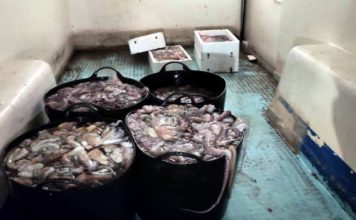 La Inspección Pesquera de la Junta y la Guardia Civil intervienen 150 kilos de pulpo inmaduro