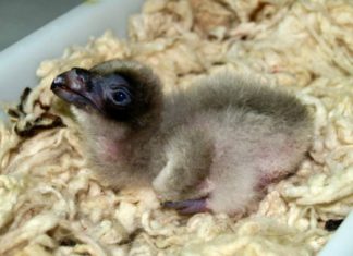 Nace el primer quebrantahuesos en libertad en Andalucía de la temporada 2019-2020