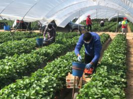 Crespo destaca que “la agroindustria, la ganadería y la pesca están siendo uno de los pilares de resistencia” de la crisis del Covid-19