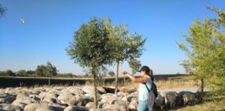 La Asociación Pastores por el Monte Mediterráneo, en el marco del Proyecto MADRE- Sierra de las Nieves, forma a los ganaderos y agricultores del Parque Nacional Sierra de las Nieves