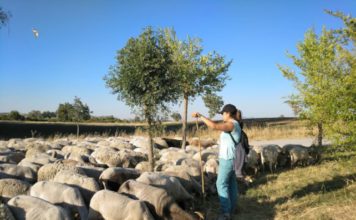 La Escuela de Pastores de Andalucía 2020 amplía el plazo de inscripción por el Covid-19 La Asociación Pastores por el Monte Mediterráneo, en el marco del Proyecto MADRE- Sierra de las Nieves, forma a los ganaderos y agricultores del Parque Nacional Sierra de las Nieves