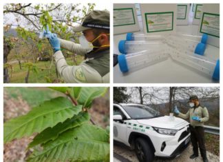 La Junta adelanta por primera vez en su historia la suelta del Torymus en apoyo al castañar malagueño