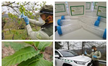 La Junta adelanta por primera vez en su historia la suelta del Torymus en apoyo al castañar malagueño